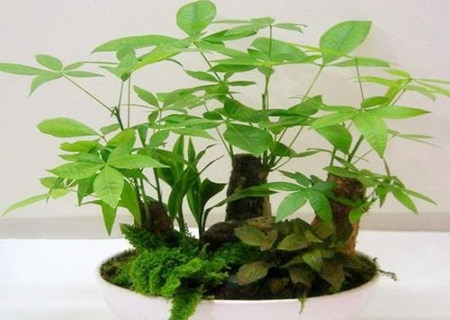 招财树放哪里最旺财 招财树放哪里最旺财