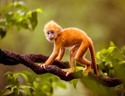 属猴的人和什么属相相害 属猴的人和什么属相相害