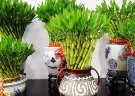 富贵竹养几根才最旺财 富贵竹养几根才最旺财