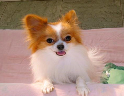 属狗人和什么属相相刑g