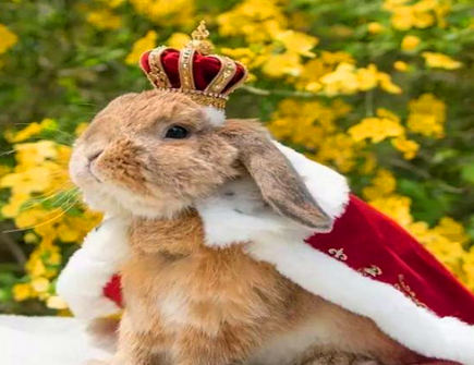 属兔人和什么属相相冲