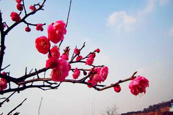 八字免费测你何时有正桃花 八字免费测你何时有正桃花