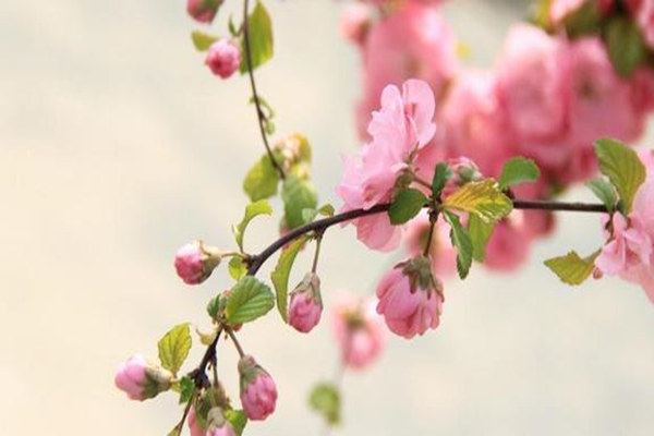 八字免费测你何时有正桃花 八字免费测你何时有正桃花