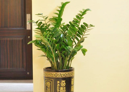 金钱树放在哪里最旺财 金钱树放在哪里最旺财