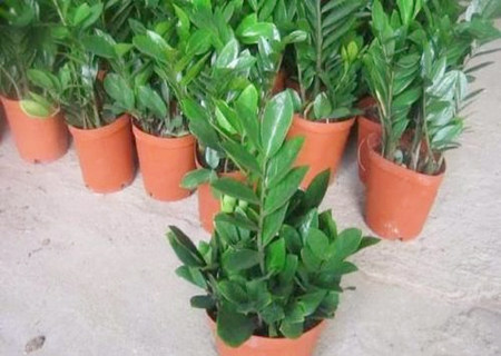 金钱树放在哪里最旺财 金钱树放在哪里最旺财