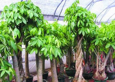 发财树风水摆放三不要 发财树风水摆放三不要