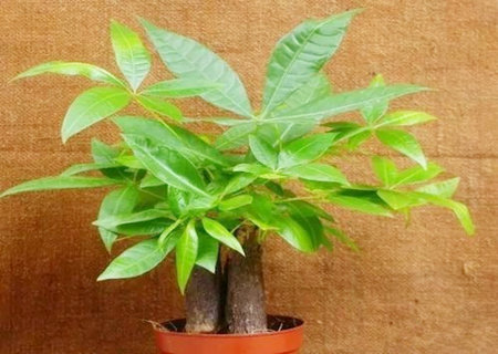发财树风水摆放三不要 发财树风水摆放三不要