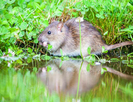 属鼠人和什么属相相破 属鼠人和什么属相相破