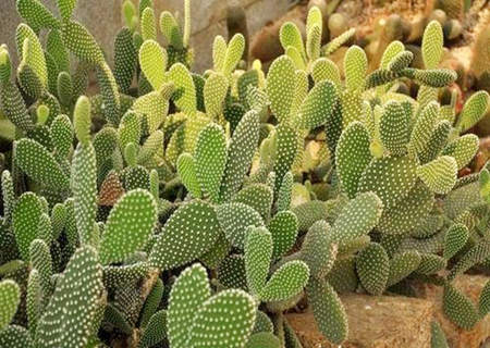 仙人掌的风水作用与功效