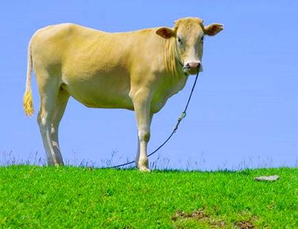 属牛人和什么属相相破