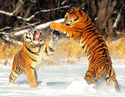 属虎人和什么属相相破