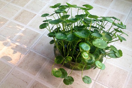 铜钱草的风水作用 铜钱草的风水作用