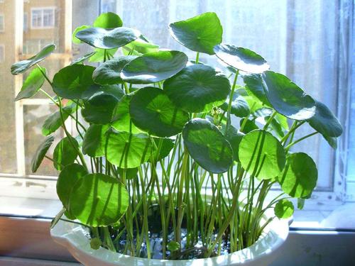 铜钱草的风水作用 铜钱草的风水作用