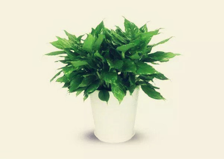 阳台放什么植物风水好 阳台放什么植物风水好