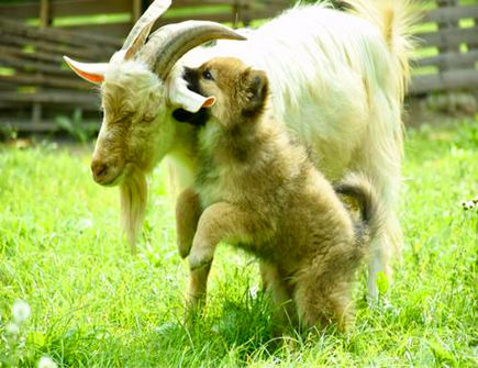 属狗人和什么属相相破