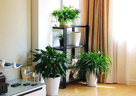 客厅摆放什么植物最好最招财 客厅摆放什么植物最好最招财