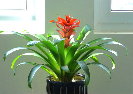 客厅摆放什么植物最好最招财 客厅摆放什么植物最好最招财