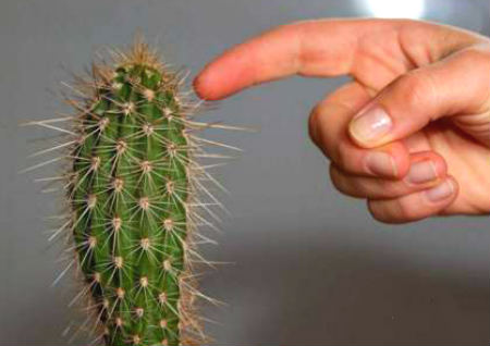 客厅摆放什么植物最好最招财 客厅摆放什么植物最好最招财