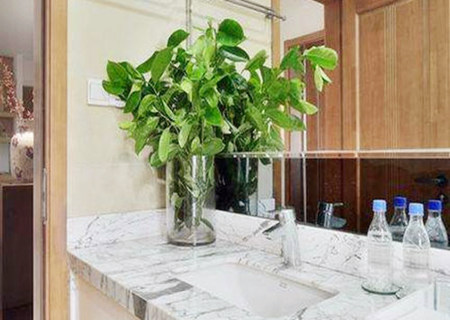 卫生间什么植物旺风水 卫生间什么植物旺风水