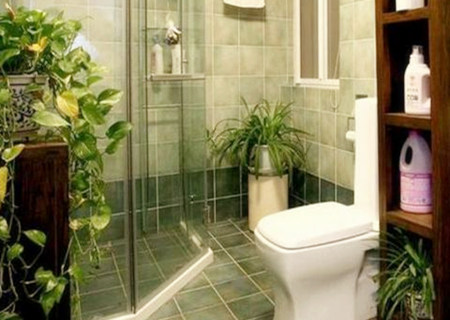 卫生间什么植物旺风水 卫生间什么植物旺风水