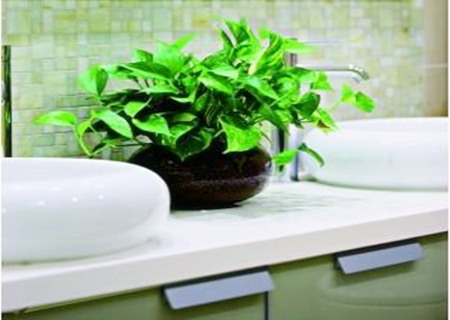 卫生间什么植物旺风水 卫生间什么植物旺风水