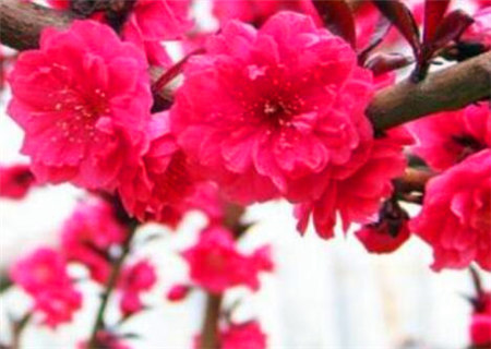 八字正缘桃花是什么意思 八字正缘桃花是什么意思