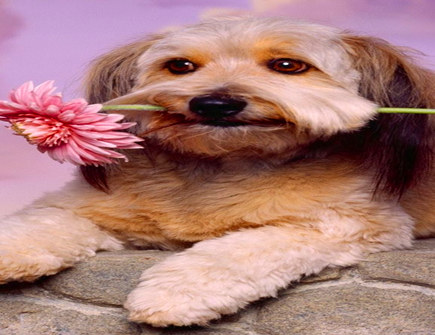 属狗人有上进心吗