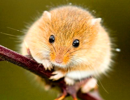 属鼠最怕什么生肖