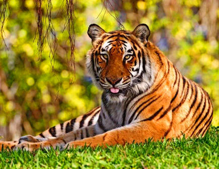 属虎最怕什么生肖 属虎最怕什么生肖