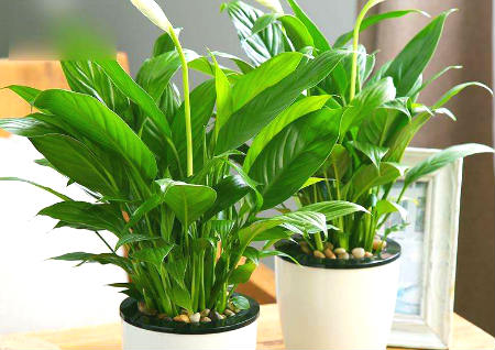 房子风水好有哪些吉兆 房子风水好有哪些吉兆