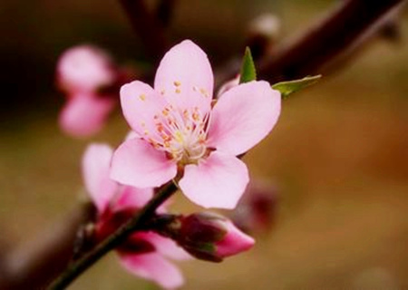 风水为什么会招来烂桃花 风水为什么会招来烂桃花