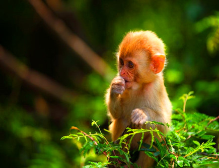 属猴和什么生肖合适 属猴和什么生肖合适