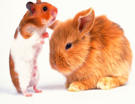 属兔和什么属相不配 属兔和什么属相不配