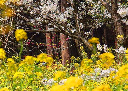 十二地支未土与其他地支的关系