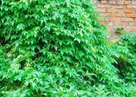 书房养什么植物风水好 书房养什么植物风水好