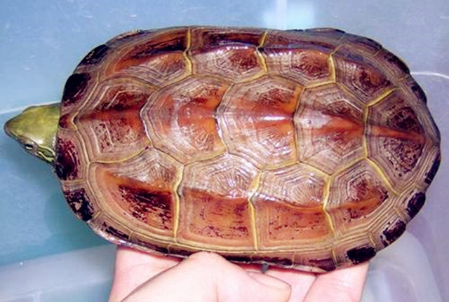 仔细讲讲养龟风水可以吗？