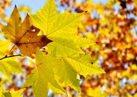 十二地支申金与其他地支的关系