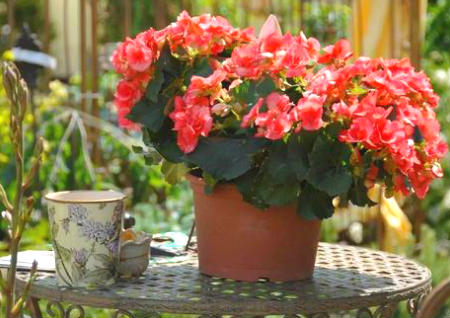 家里放什么花风水好