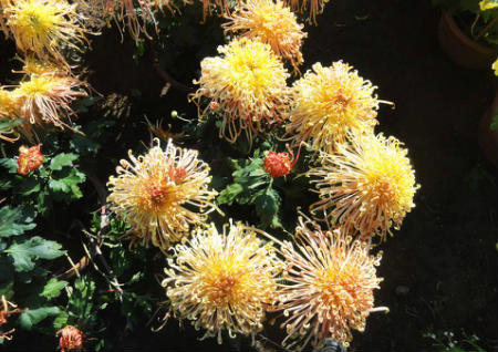 家里放什么花风水好