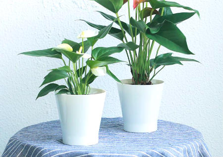 家里放什么花风水好