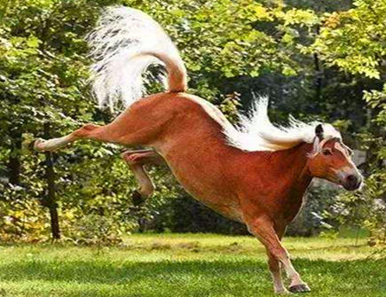 几月出生的属马人财运最旺