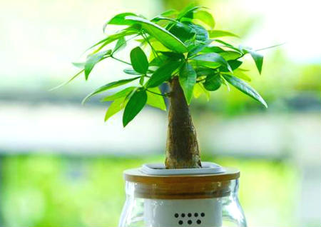 一进门见到什么植物好 一进门见到什么植物好