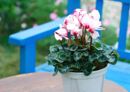 一进门见到什么植物好 一进门见到什么植物好