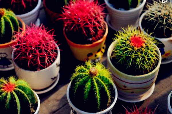 带刺的植物放在哪里好 带刺的植物放在哪里好