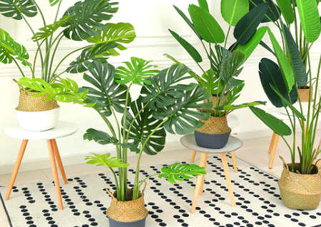 家里养什么树风水最好