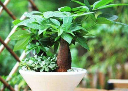 家里养什么树风水最好 家里养什么树风水最好