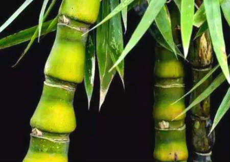 家里养什么树风水最好 家里养什么树风水最好