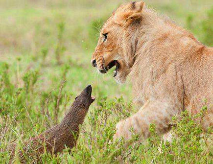 胆量比较大的生肖 胆量比较大的生肖