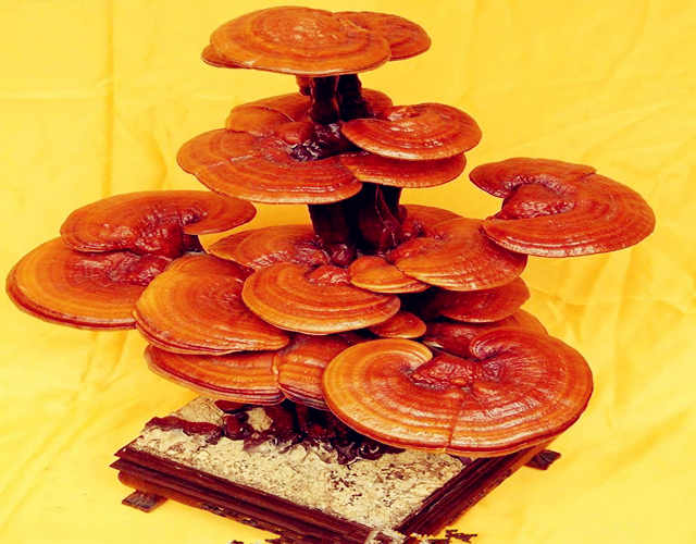 灵芝在风水学中的作用是什么? 灵芝在风水学中的作用是什么?