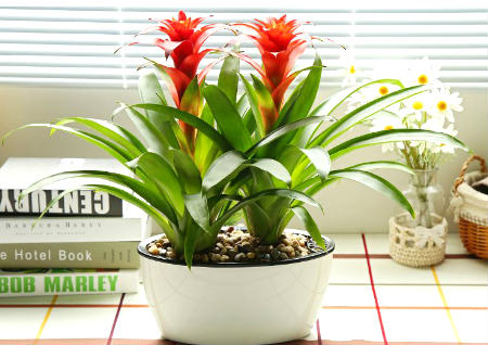 办公室放什么绿植好